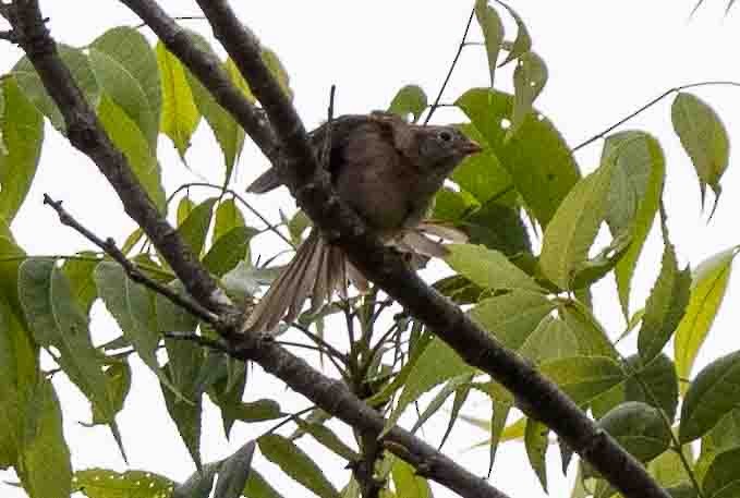 Field Sparrow - ML619683375