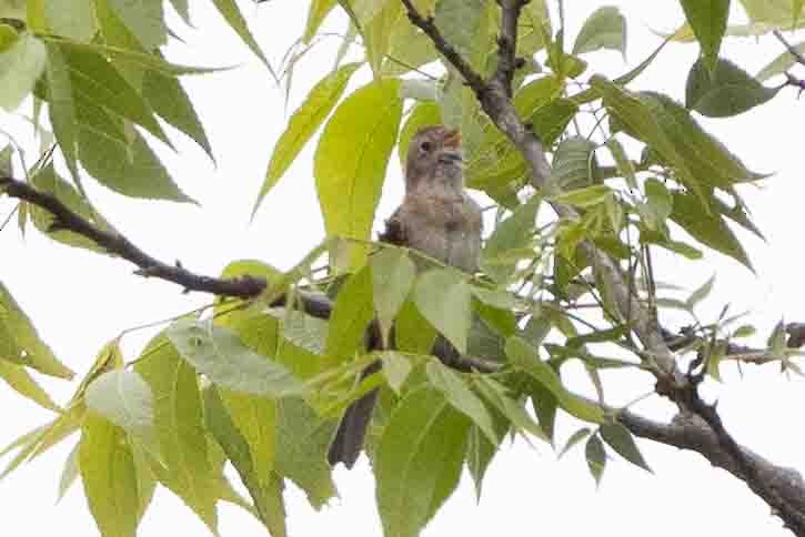 Field Sparrow - ML619683376