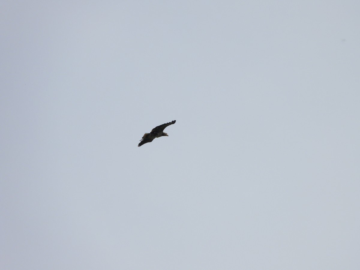 White-tailed Eagle - ML619683380