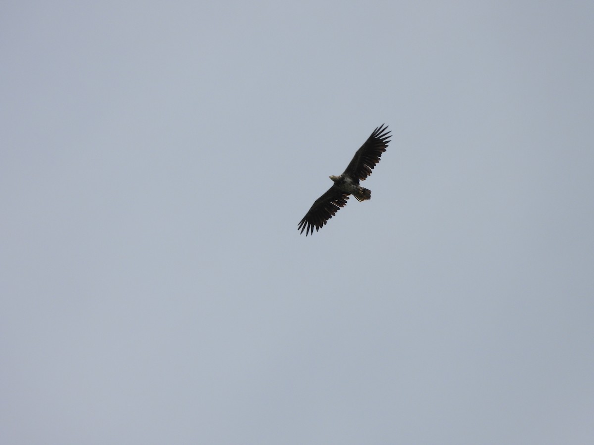 White-tailed Eagle - ML619683382
