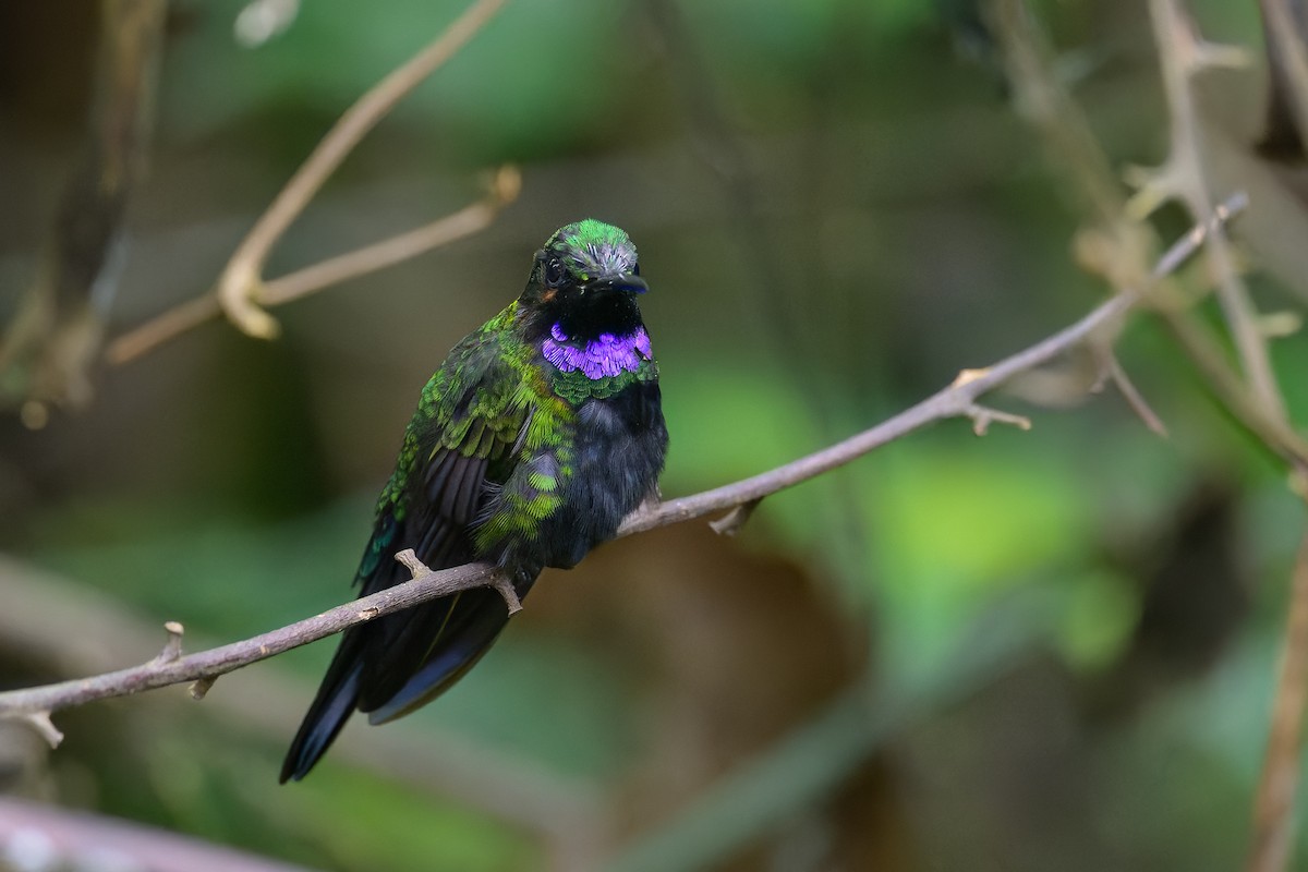 kolibřík zelenoprsý (ssp. schreibersii) - ML619683427