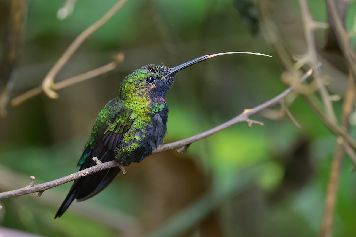 kolibřík zelenoprsý (ssp. schreibersii) - ML619683428