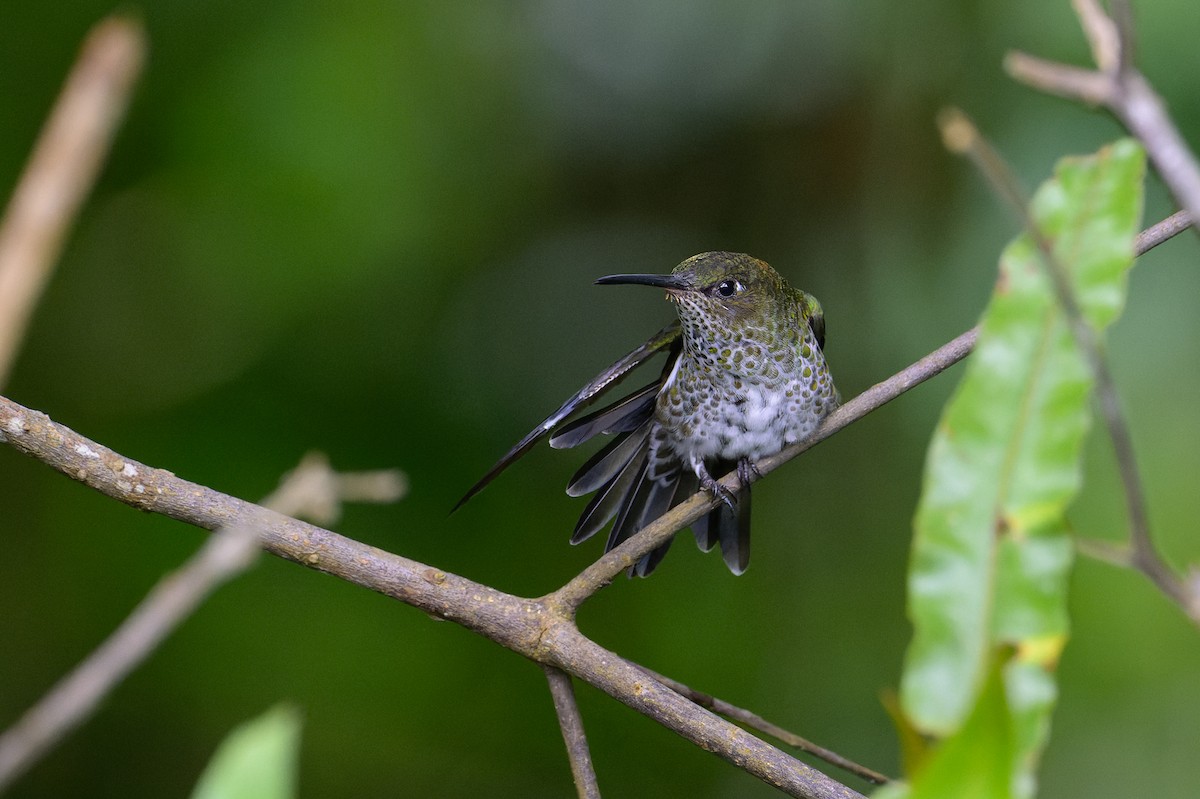 Many-spotted Hummingbird - ML619683472