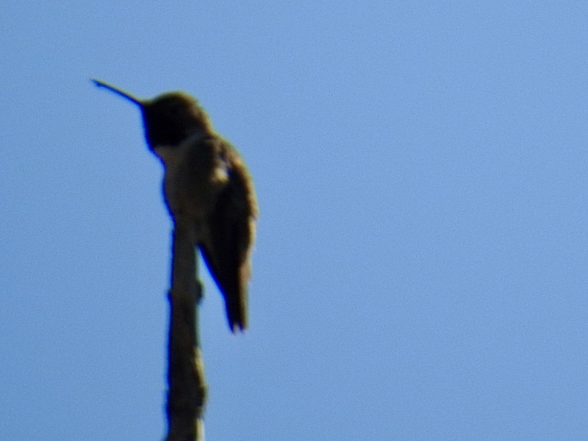 Broad-tailed Hummingbird - ML619683511