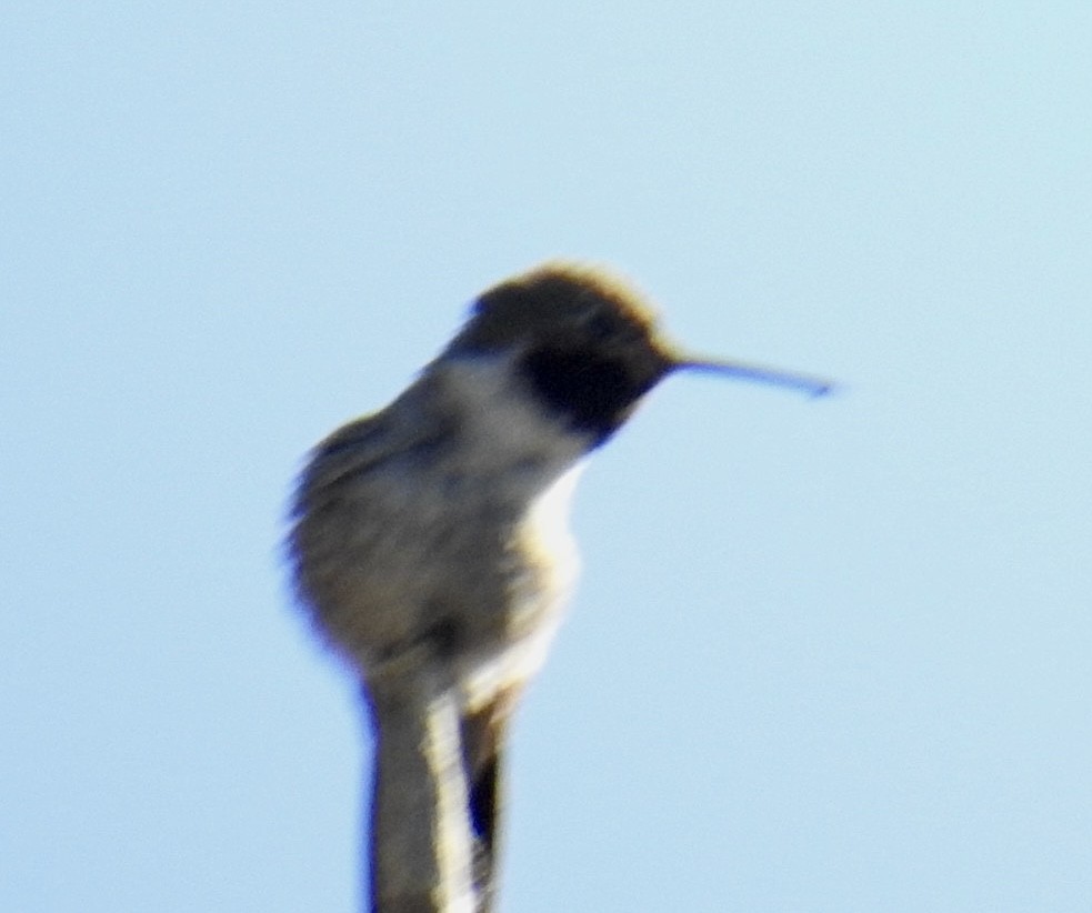 Broad-tailed Hummingbird - ML619683512