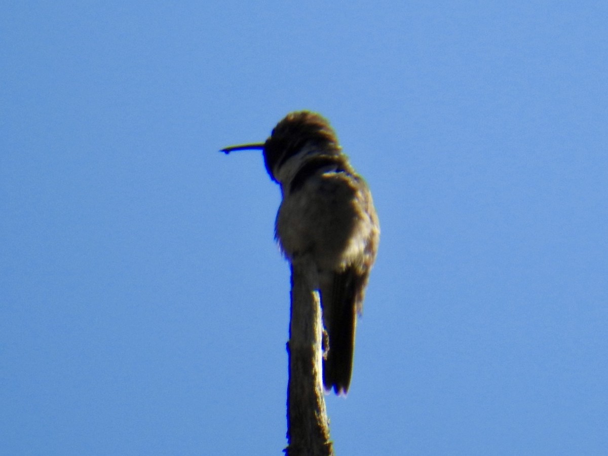 Broad-tailed Hummingbird - ML619683513