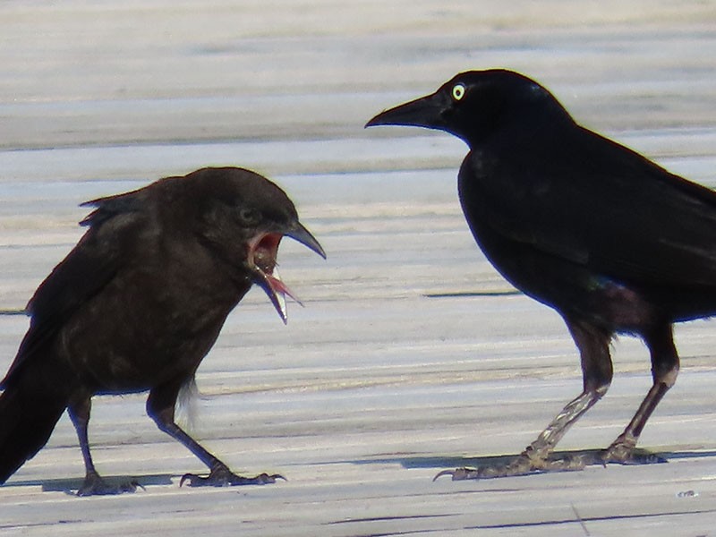 Boat-tailed Grackle - ML619683580