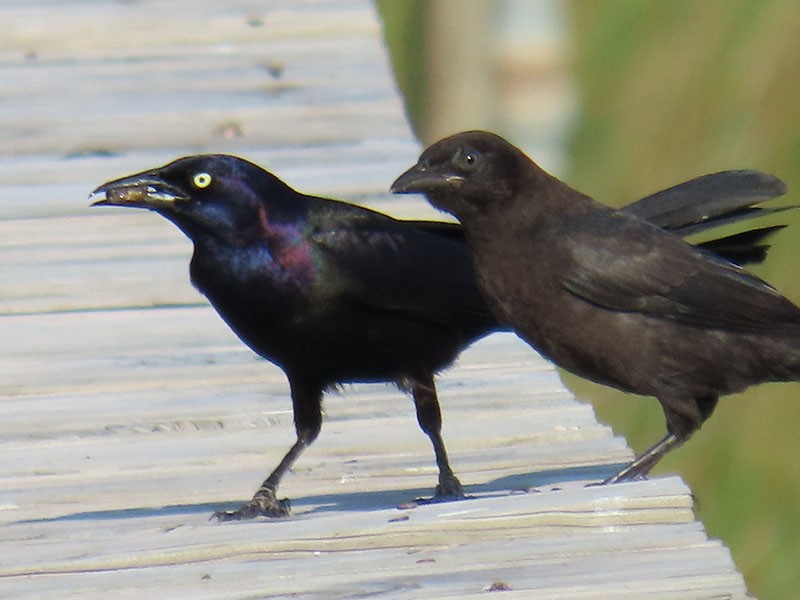 Boat-tailed Grackle - ML619683581
