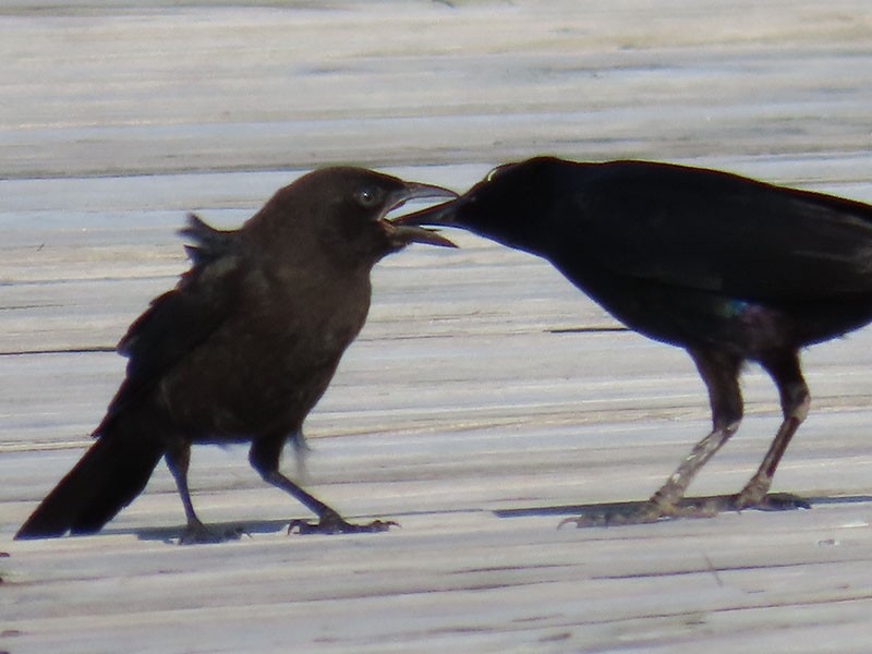 Boat-tailed Grackle - ML619683582