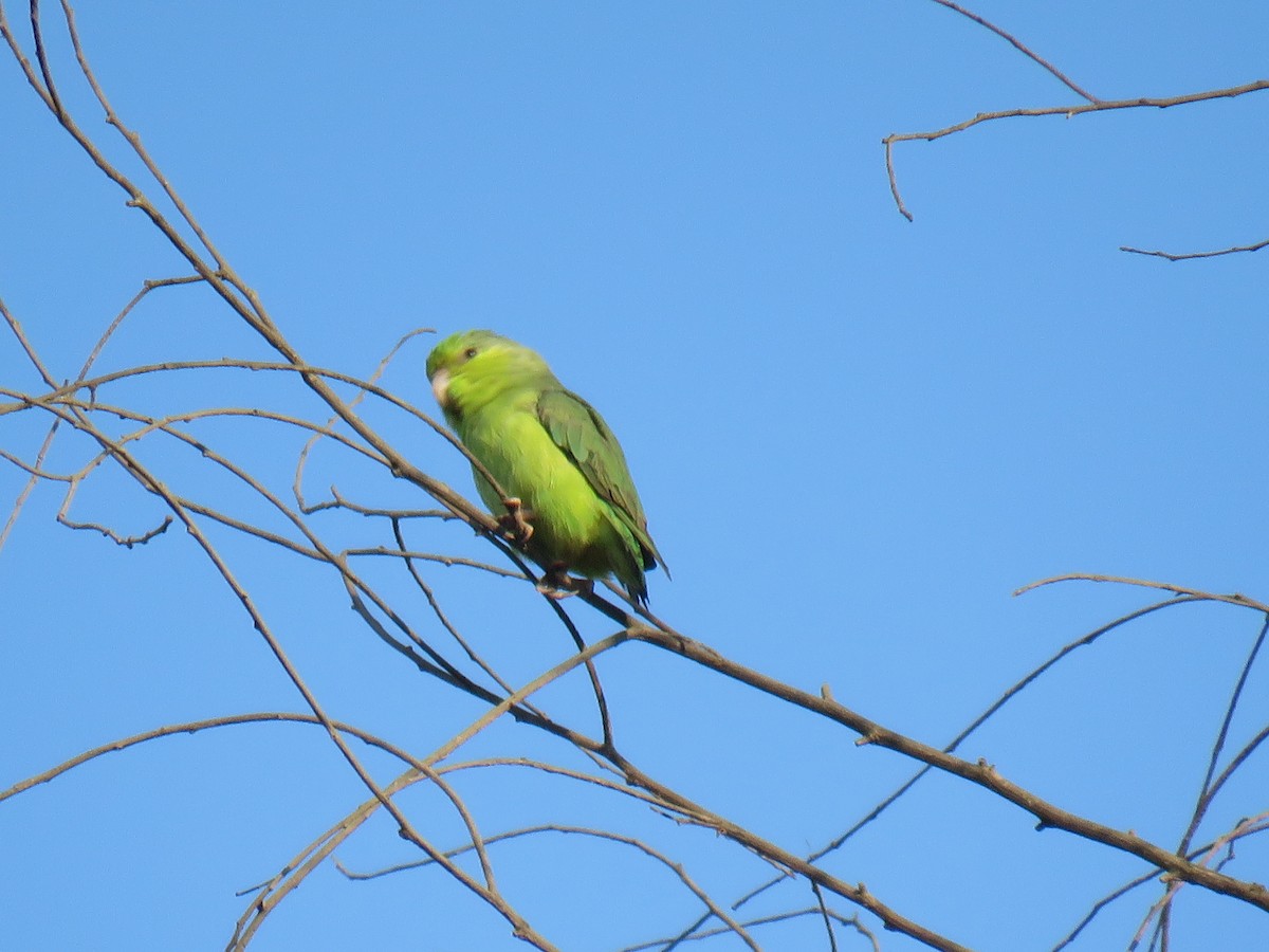 Папуга-горобець еквадорський - ML619683605