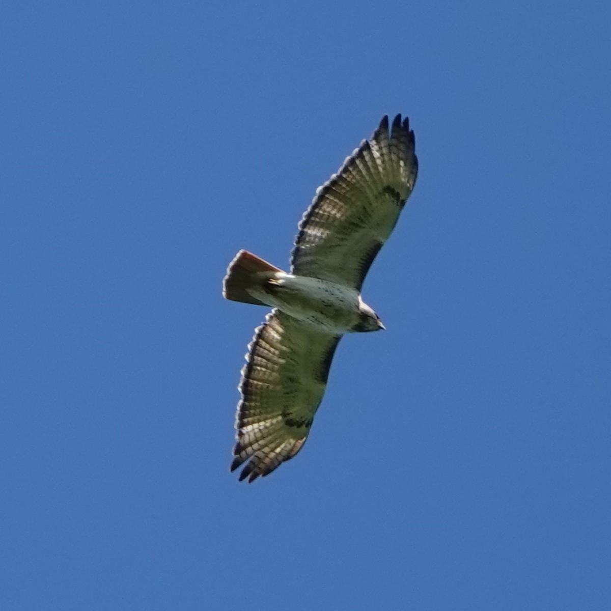 Red-tailed Hawk - ML619683607