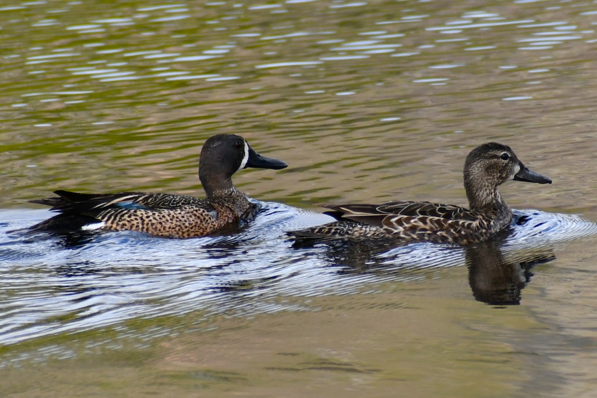 Blue-winged Teal - ML619683640
