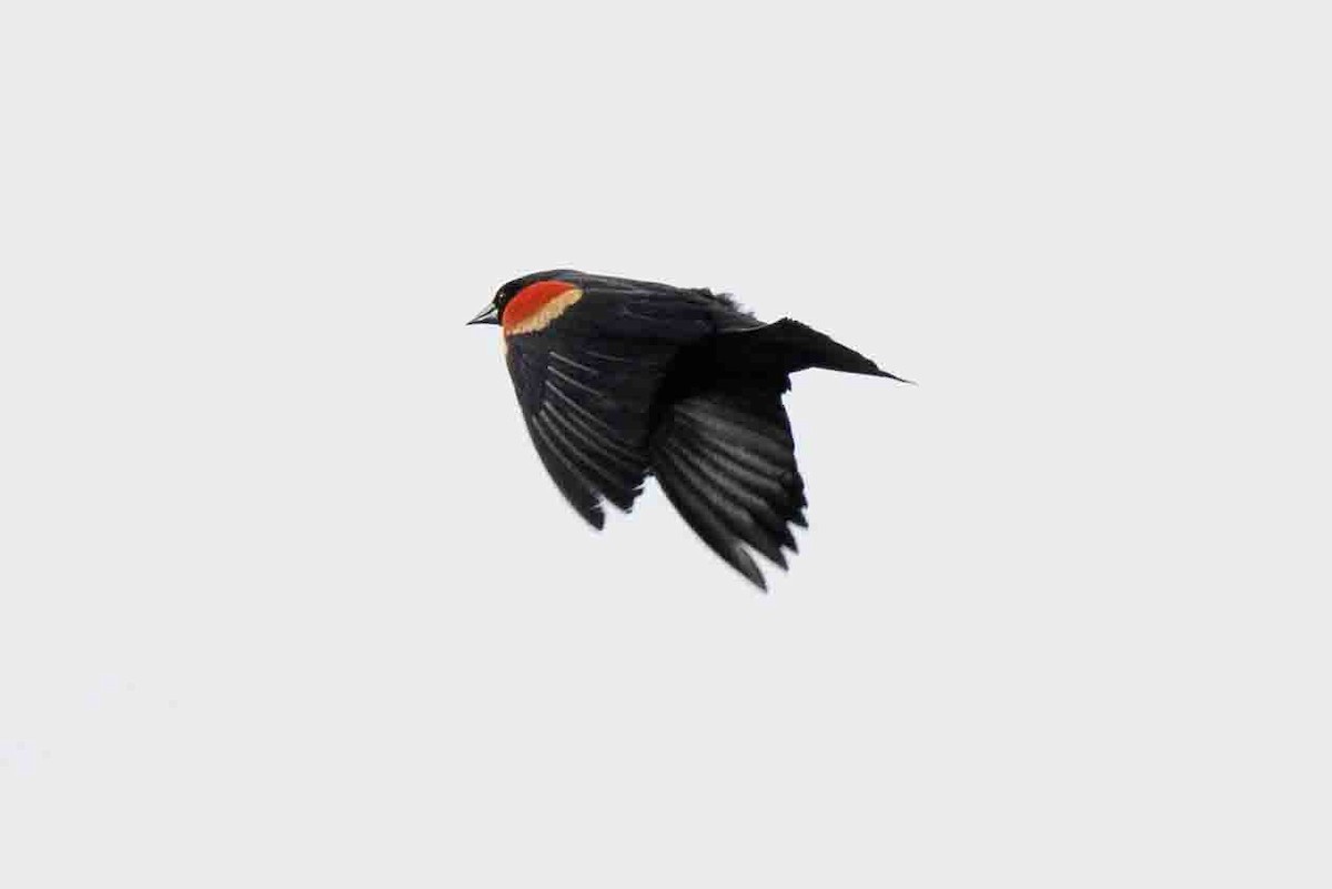 Red-winged Blackbird - ML619683668