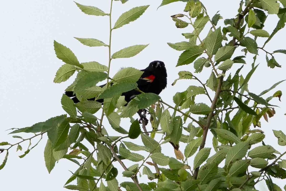 Red-winged Blackbird - ML619683669