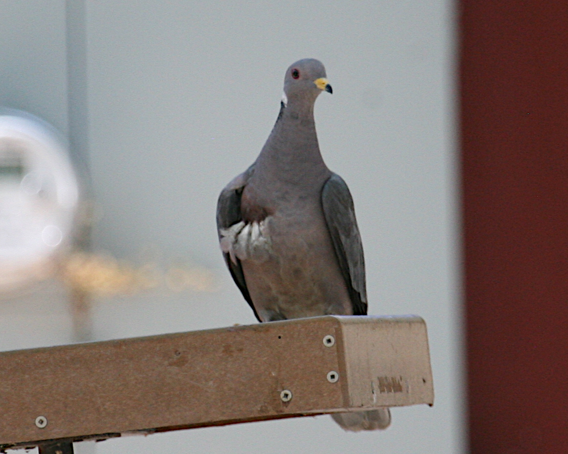 Band-tailed Pigeon - ML619683676
