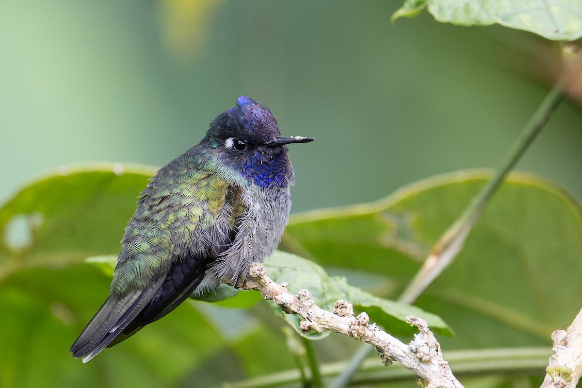 Violet-headed Hummingbird - ML619683678