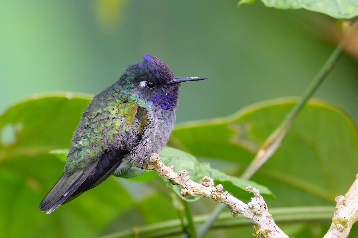 Violet-headed Hummingbird - ML619683679