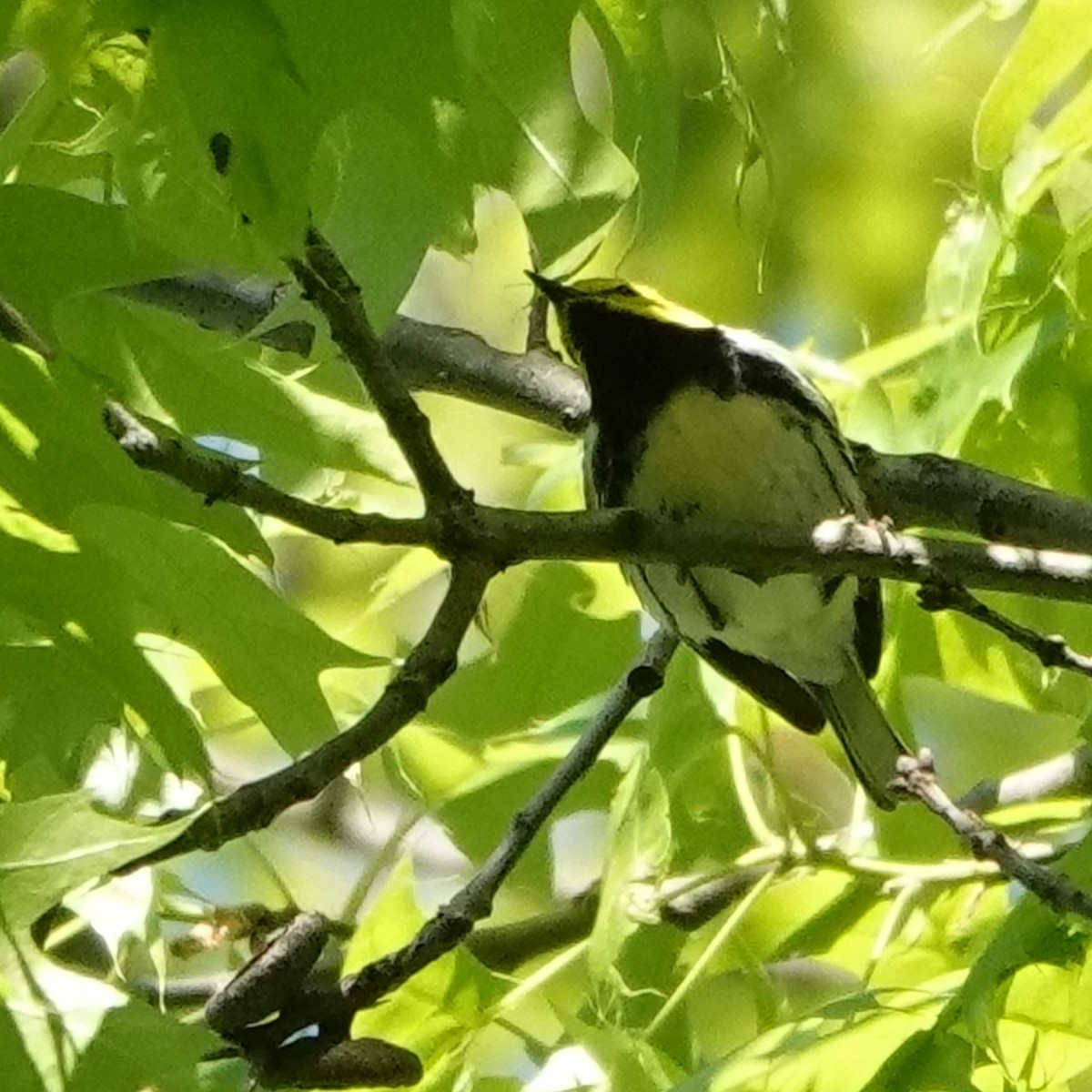 Black-throated Green Warbler - ML619683682