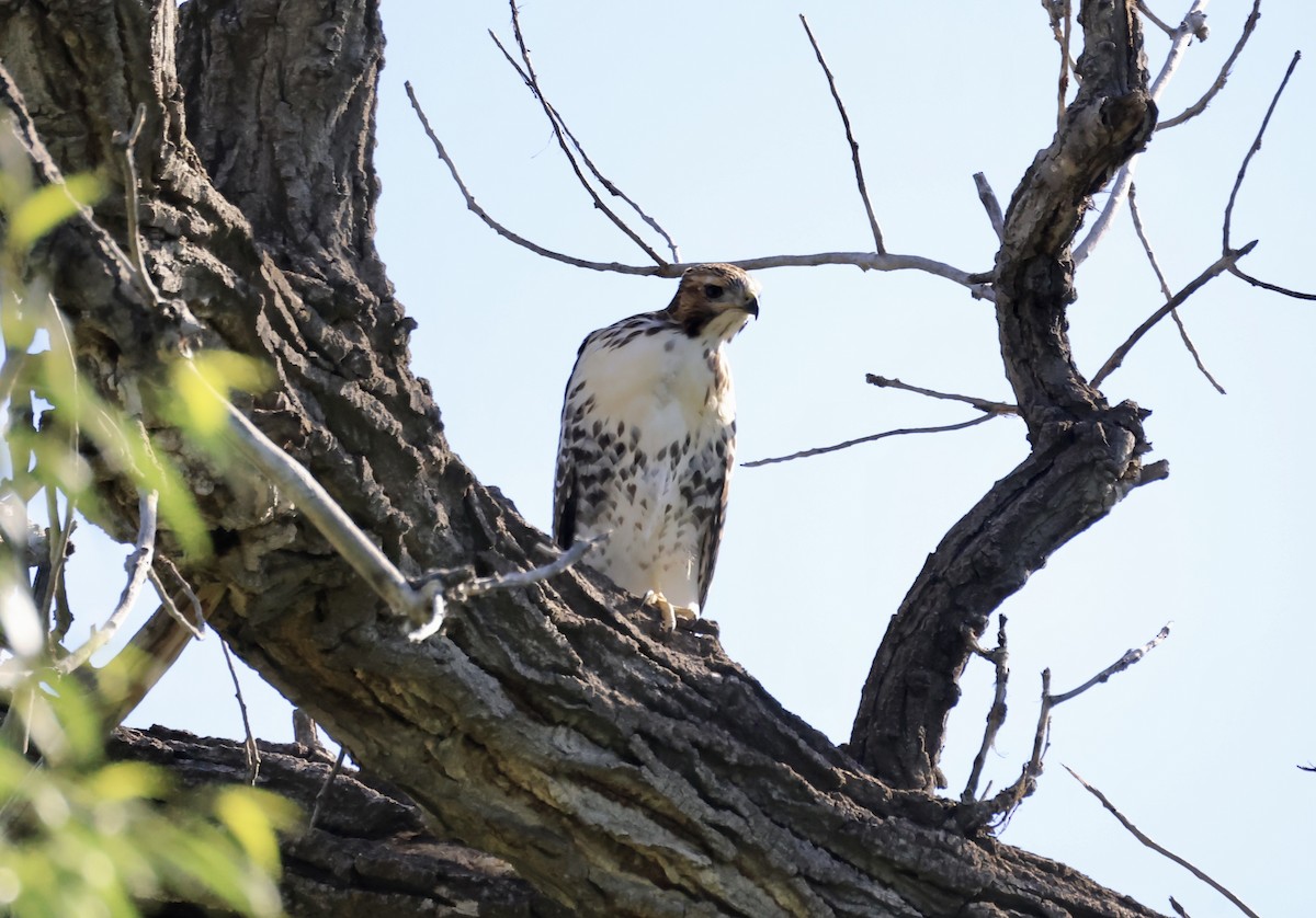 Red-tailed Hawk - ML619683705