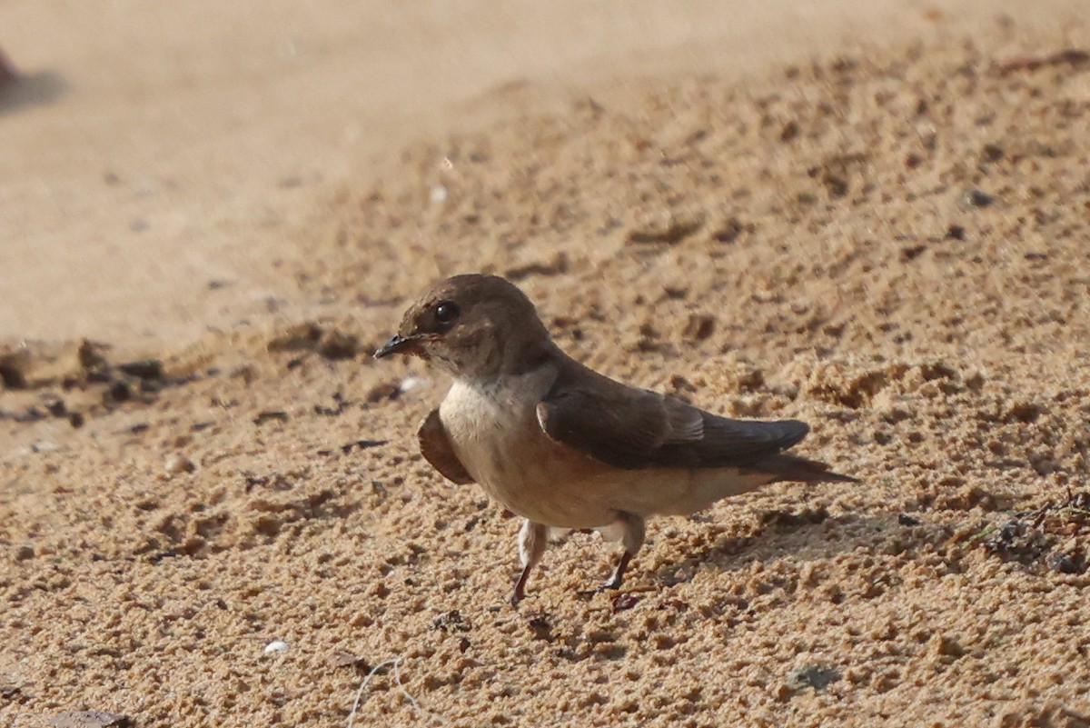 Northern Rough-winged Swallow - ML619683713