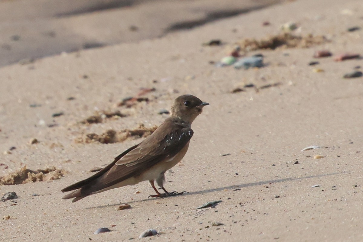 Northern Rough-winged Swallow - ML619683714