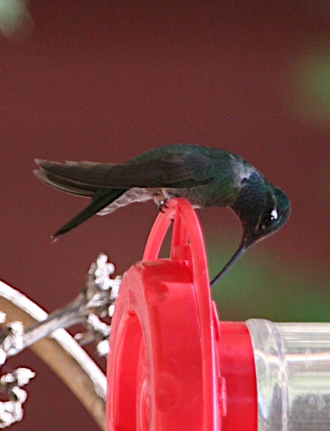 Rivoli's Hummingbird - ML619683735
