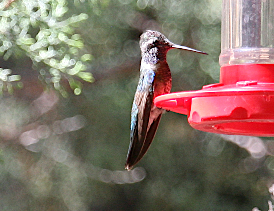Rivoli's Hummingbird - ML619683736