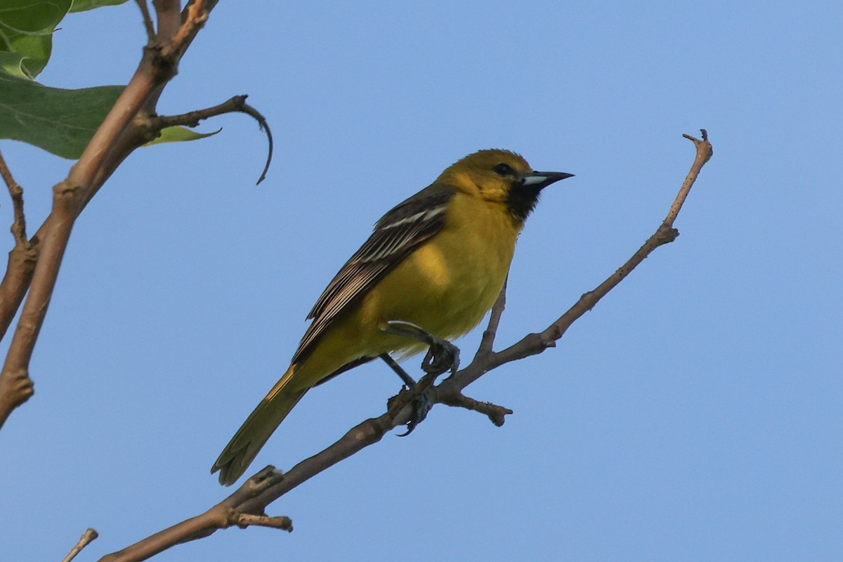 Orchard Oriole - ML619683745