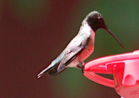 Black-chinned Hummingbird - ML619683750