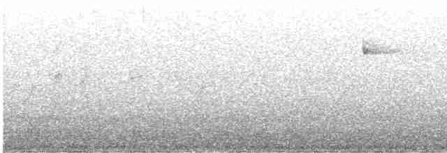 Black-throated Gray Warbler - ML619683758