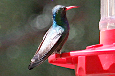 Broad-billed Hummingbird - ML619683771