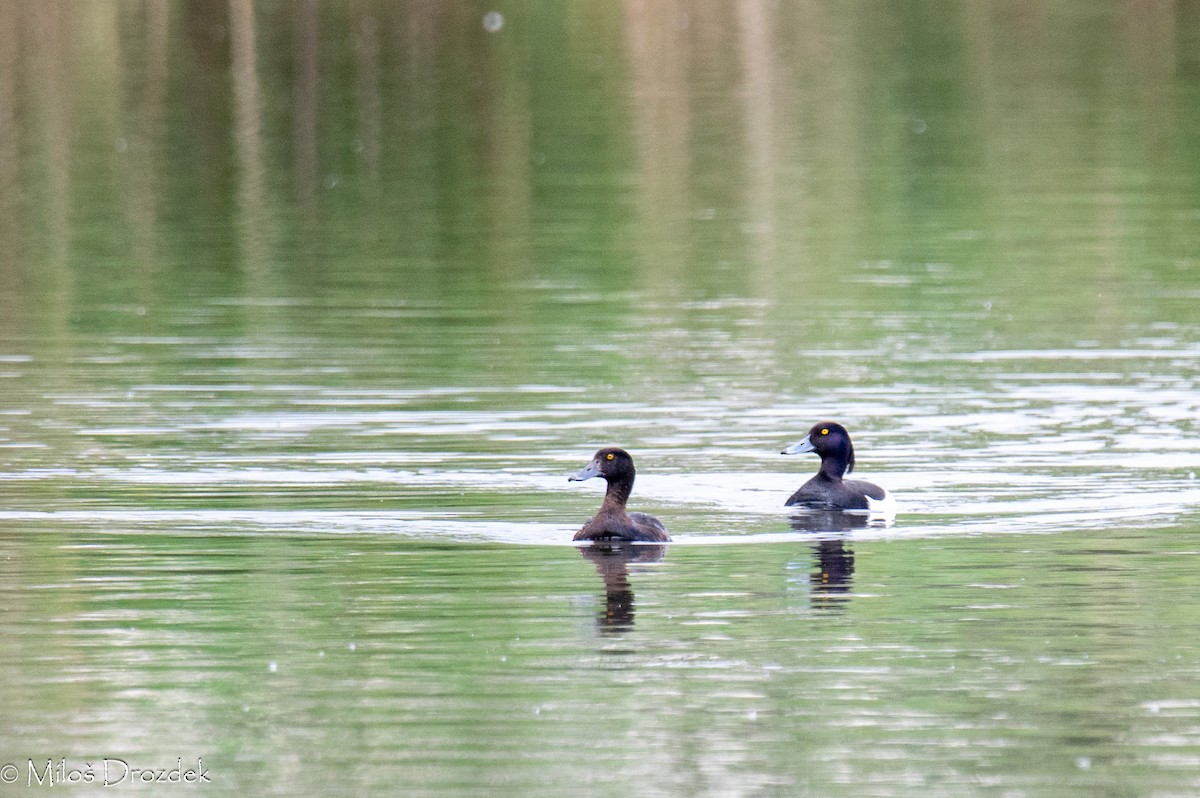 Tufted Duck - ML619683781