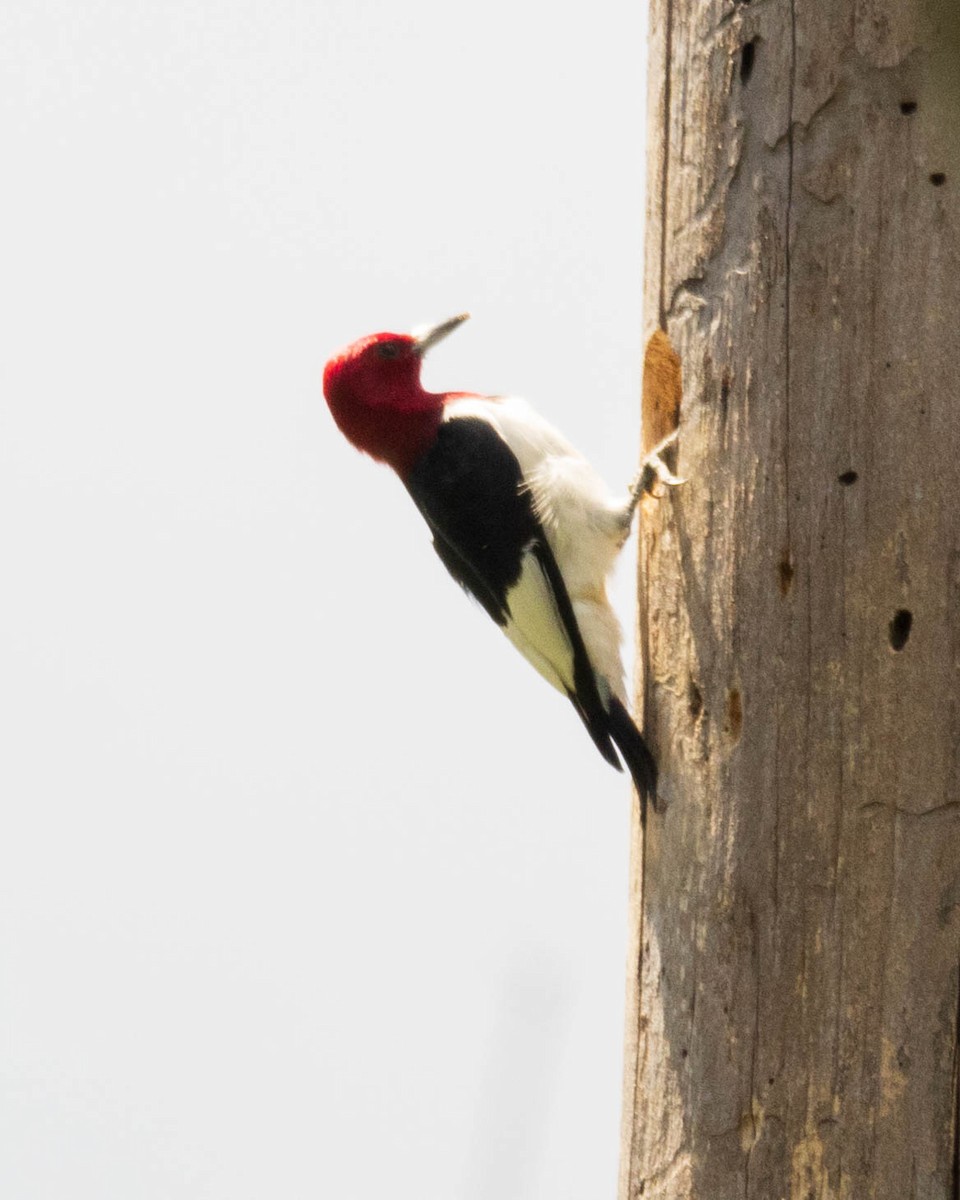 Red-headed Woodpecker - ML619683825