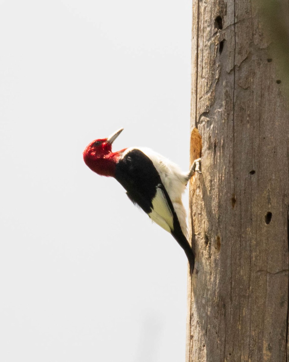 Red-headed Woodpecker - ML619683827