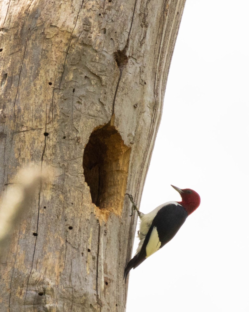 Red-headed Woodpecker - ML619683828