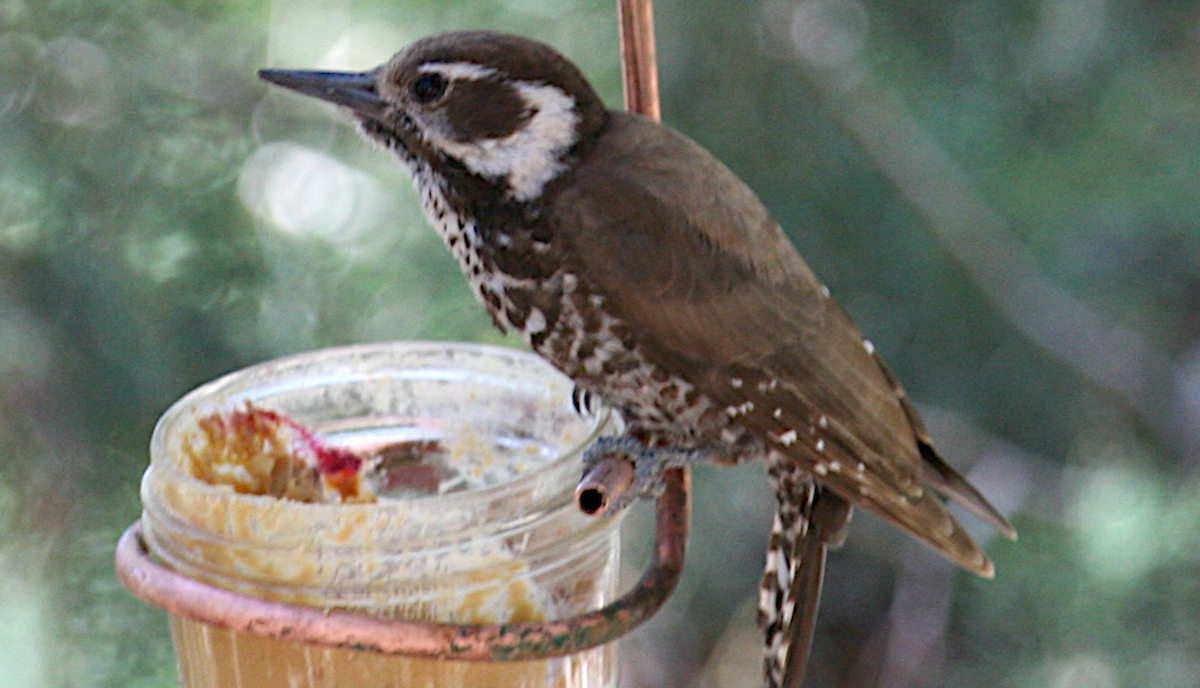 Arizona Woodpecker - ML619683834