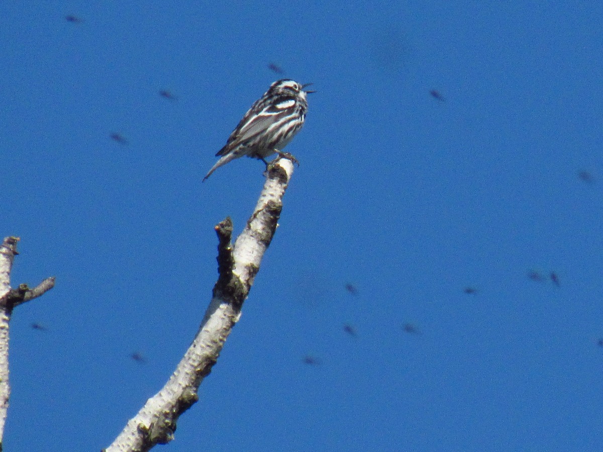 Black-and-white Warbler - ML619683842