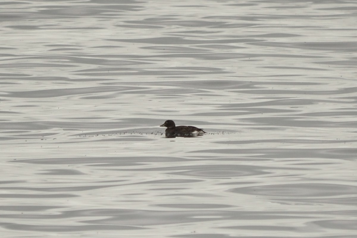 Long-tailed Duck - ML619683849
