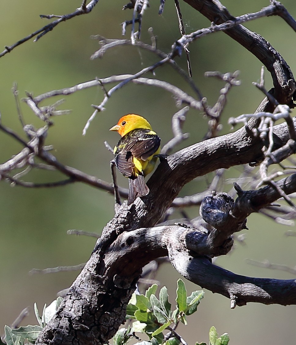Western Tanager - ML619683852