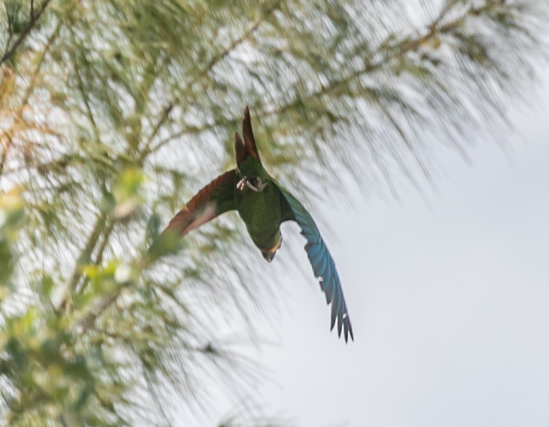 Chestnut-fronted Macaw - ML619683857