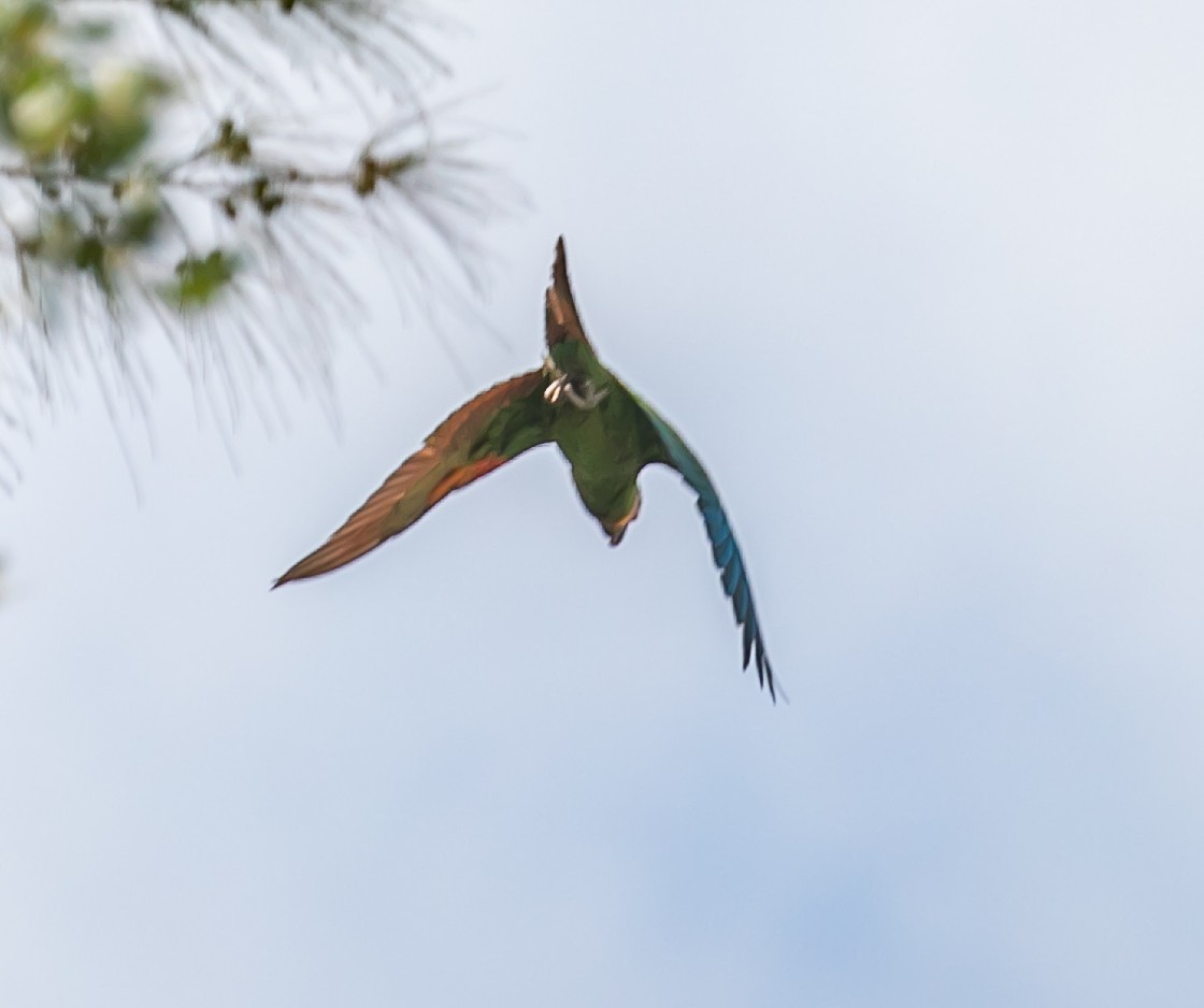 Chestnut-fronted Macaw - ML619683858