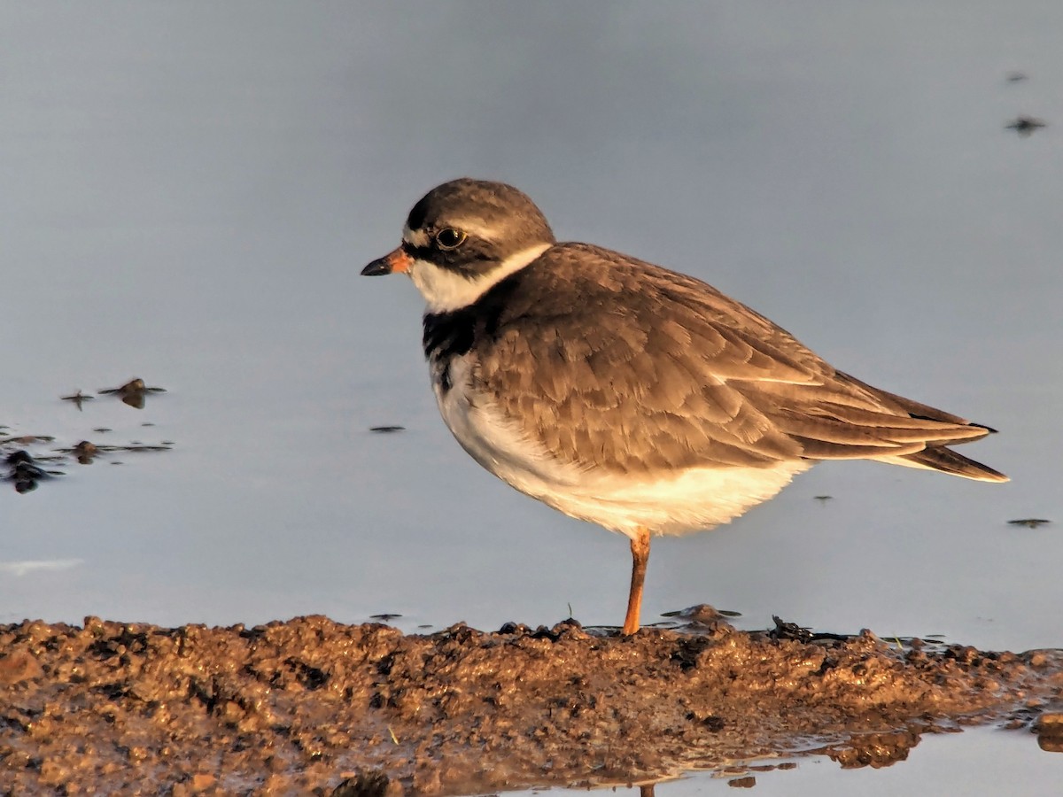 Semipalmated Plover - ML619683901