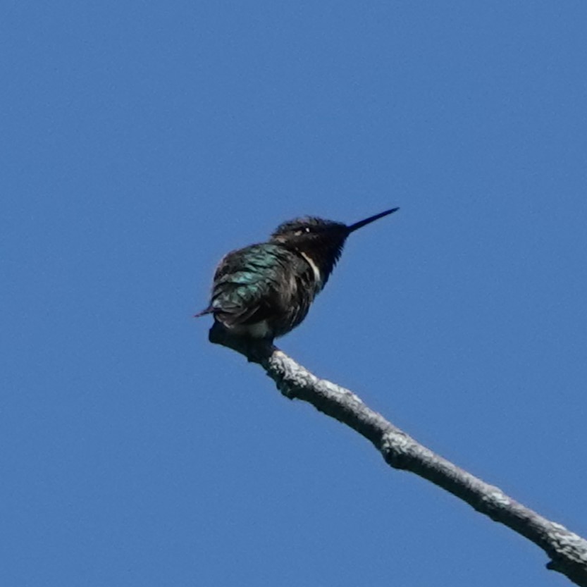 Ruby-throated Hummingbird - ML619683918
