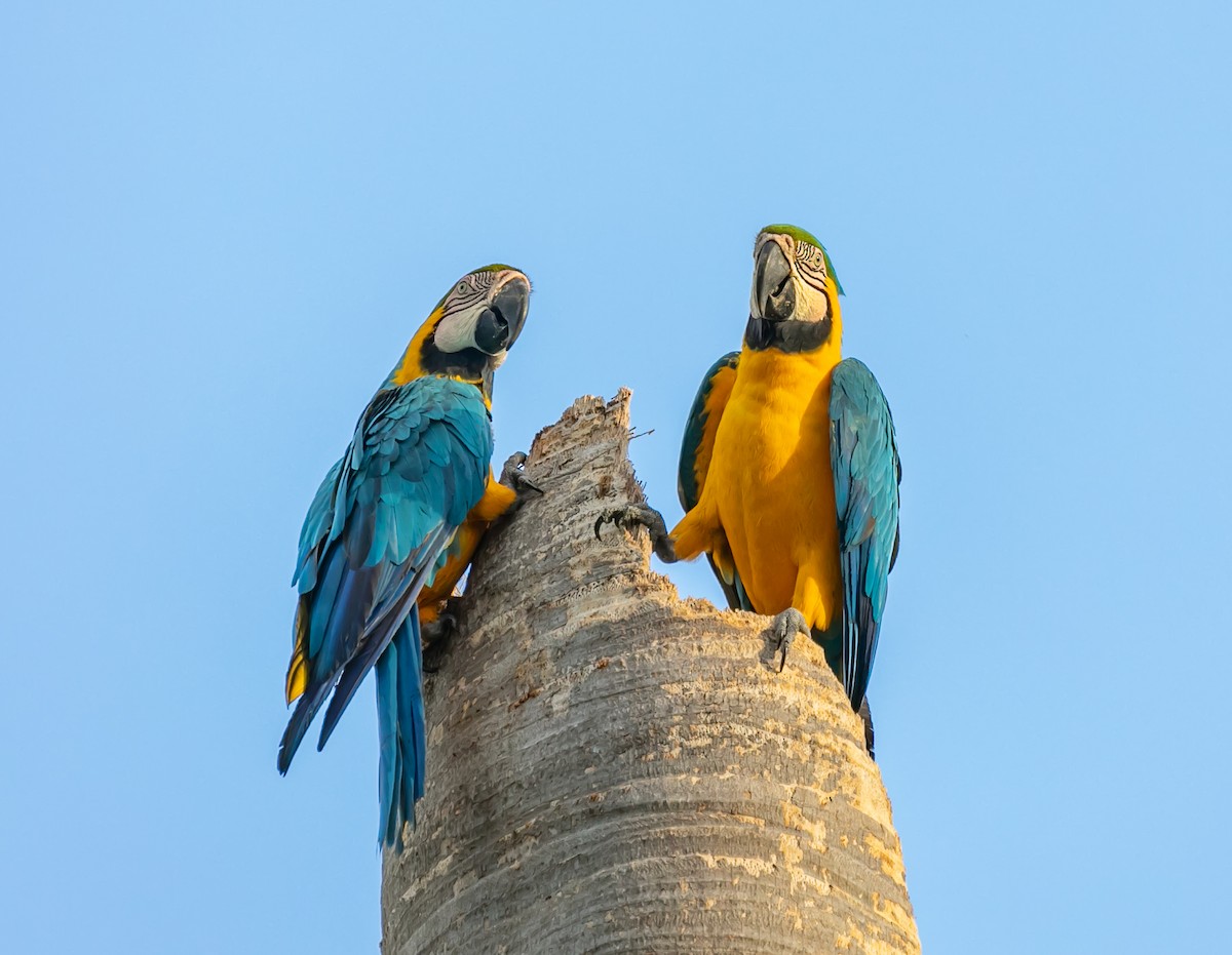 Blue-and-yellow Macaw - ML619683934