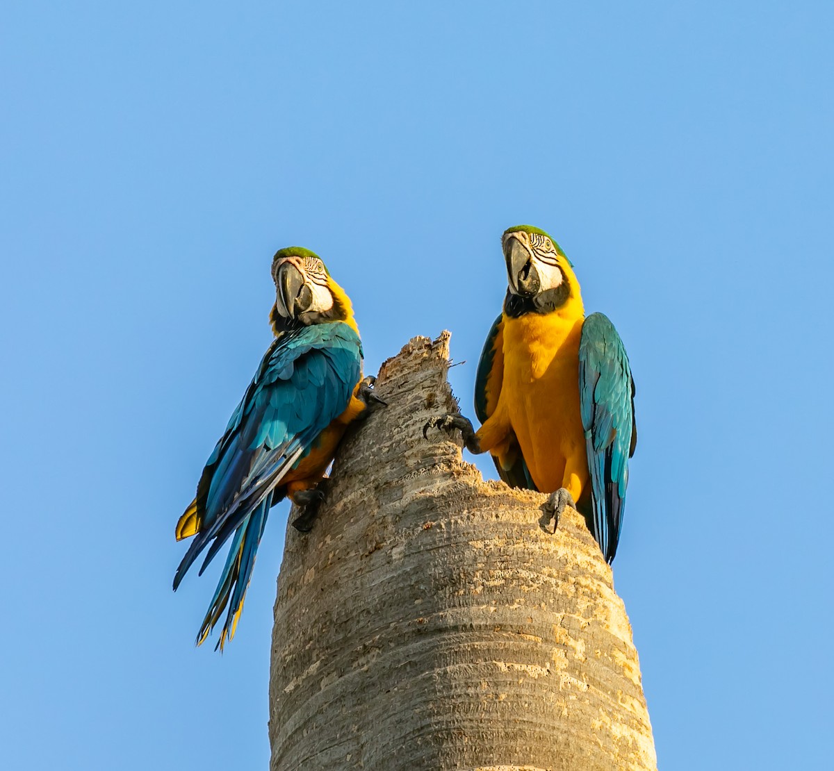Blue-and-yellow Macaw - ML619683935
