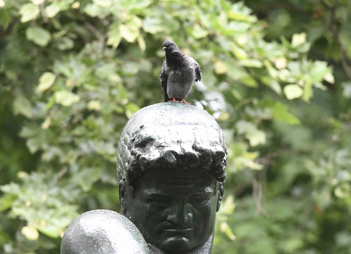 Rock Pigeon (Feral Pigeon) - ML619683952