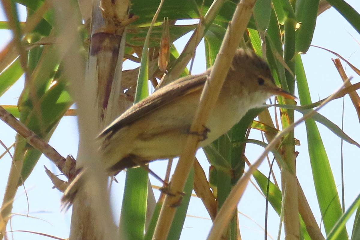 Common Reed Warbler - ML619683978