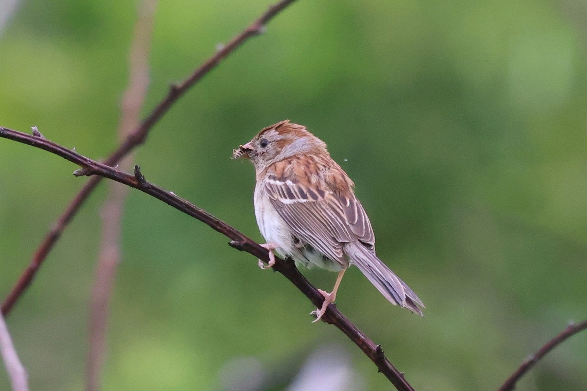 Field Sparrow - ML619683980