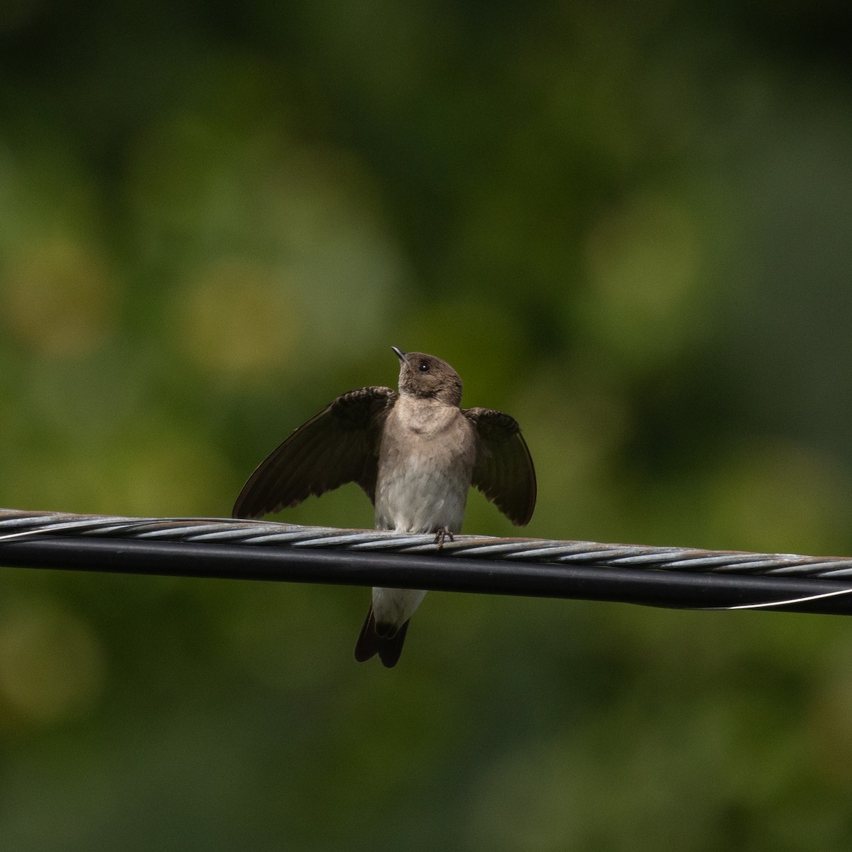 Northern Rough-winged Swallow - ML619683985