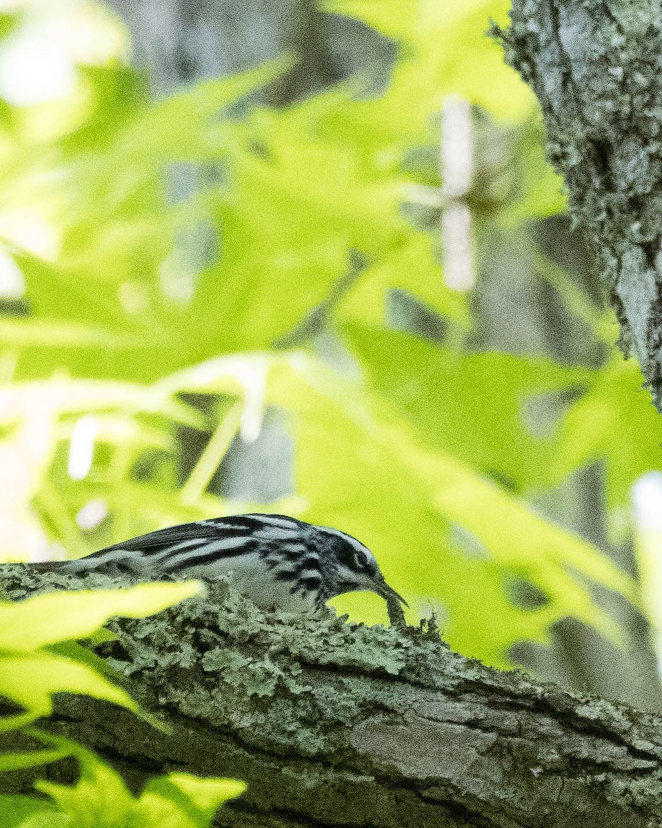 Black-and-white Warbler - ML619683993